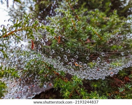 Spider web or cobweb with water drops in the rain close up Royalty-Free Stock Photo #2193244837