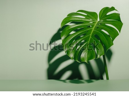 Aesthetic minimal background with monstera leaf, copy space for product and cosmetic presentation, harsh shadows