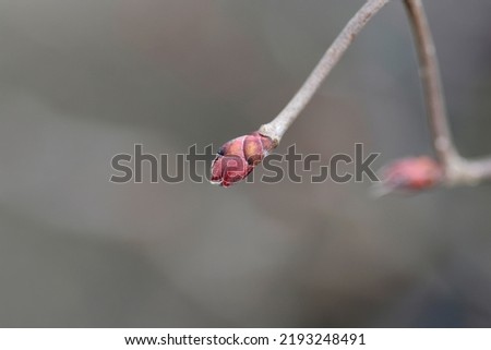 Hazel Red Majestic branch with leaf buds - Latin name - Corylus avellana Red Majestic Royalty-Free Stock Photo #2193248491