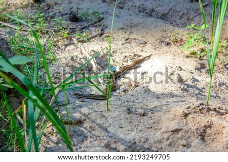Viper in the forest on the ground, sand. Poisonous snake.Common viper.
