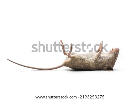 dead mouse on white background. object picture for graphic designer