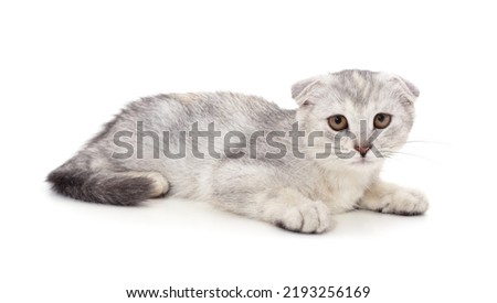 Little gray kitten isolated on a white background.