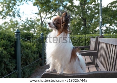 Papillon dog purebred continental toy spaniel posing on a bench in the park, looking ahead into the distance, hairs flying in the wind breeze. Royalty-Free Stock Photo #2193257445