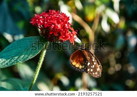 Tithorea butterfly at Medellin Botanical Garden in Colombia Royalty-Free Stock Photo #2193257521
