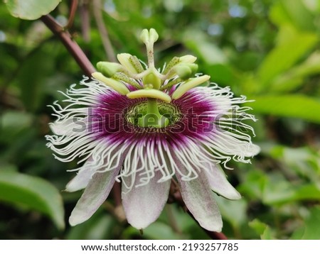 The passion fruit flower is a beautiful mind relaxing creation of nature. Its nectar is sweet food for birds  insects. These are from a garden nearby the Sinharaja rain forest in Ceylon.