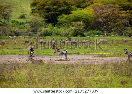 a large herd of zebras on a green meadow against the background of trees in the ngorongoro national african park