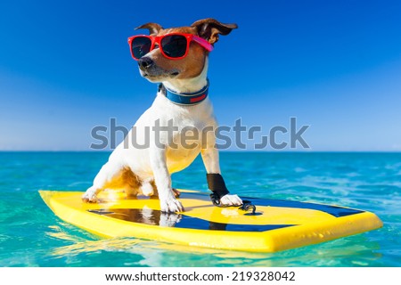 dog surfing on a surfboard wearing sunglasses  at the ocean shore Royalty-Free Stock Photo #219328042