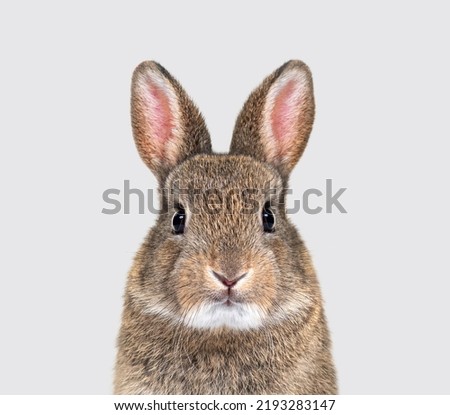 Young European rabbit facing and looking at the camera, on grey