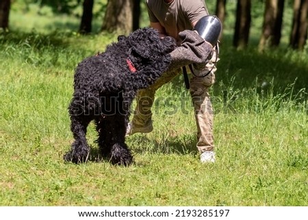 Russian black terrier attacks cynologist, in training of aggression. High quality photo