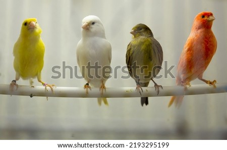 Four canary birds (Serinus canaria) sitting in a branch Royalty-Free Stock Photo #2193295199