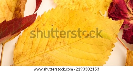 beautiful autumn background with yellow and burgundy leaves and empty space for text