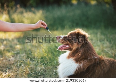 Hand giving dog CBD oil by licking a dropper pipette, Oral administration of hemp oil for pet health problems. Royalty-Free Stock Photo #2193303067