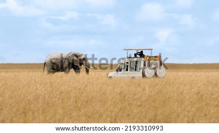 Lone African elephant walking with blurred foreground of savanna grassland and tourist car stop by watching at Masai Mara National Reserve Kenya. Royalty-Free Stock Photo #2193310993