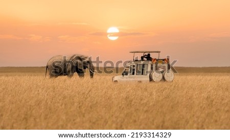 Lone African elephant walking with blurred foreground of savanna grassland and blurred tourist car stop by watching during sunset at Masai Mara National Reserve Kenya. Royalty-Free Stock Photo #2193314329