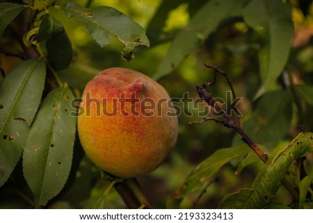 Picture of peach with green leaves.