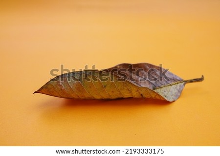 dry leaves isolated on yellow background
