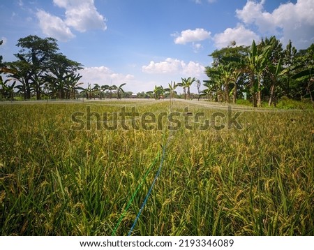 Photo in the rice field where the rice plants are given net to prevent bird pests against the background of banana trees,blue sky and white clouds.
Location in Sukoharjo,Indonesia.