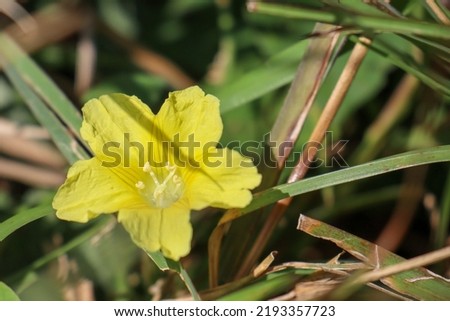 a wild plant or weed that has beautiful yellow flowers called Sidaguri (Sida rhombifolia)