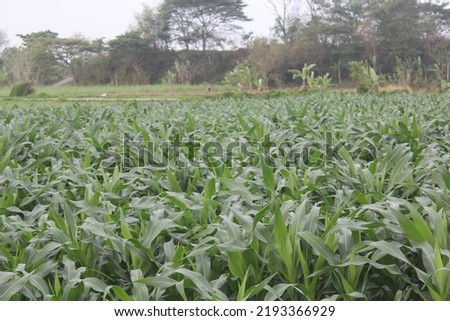 Corn plant in Klaten Central Java Indonesia