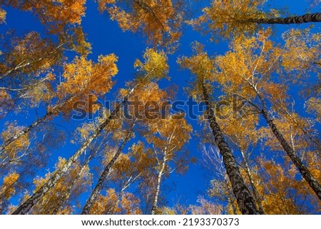 Beautiful golden yellow  birch grove in autumn against the sky