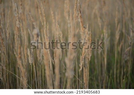  spikelets of cereal wheat field cereals field summer ears vertical photography flowers against the background of mallow ukraine beautiful poster background photo out of focus in high quality blue sky