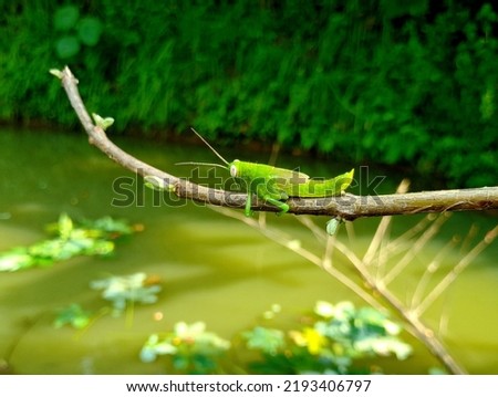a big green grasshopper perched on a tree trunk