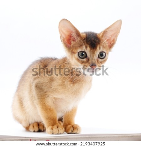 beautiful little red kitten of the Abyssinian breed on a white background 2022