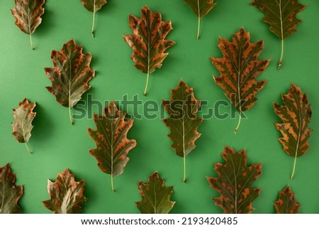 Autumn 2022, fallen leaves in green, brown, golden and orange color of fall. Fall creative arrangement.