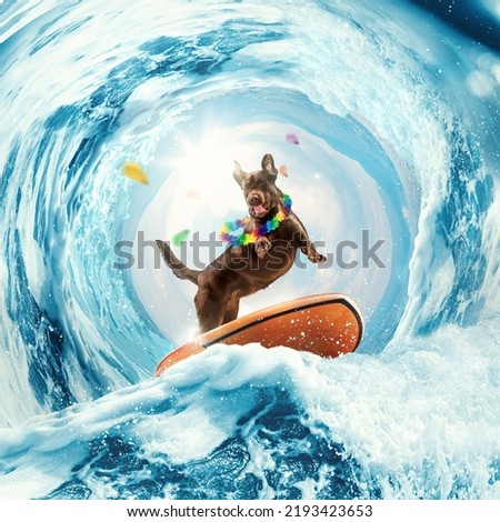 first attempt. Happy and funny Labrador dog surfing on huge wave in ocean or sea on summer vacation with modern sunglasses and flower chain. Concept of rest, sport, adventures