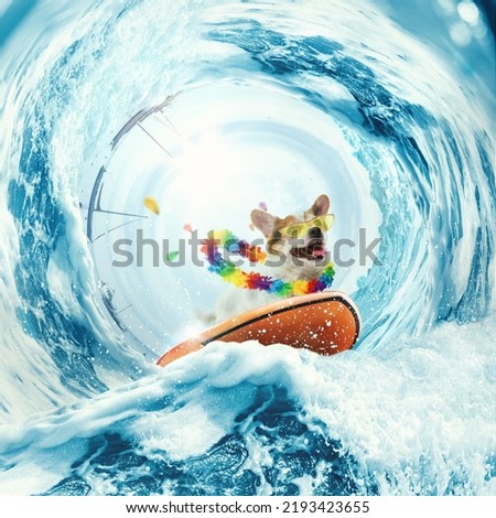 Summer vibes. Creative art collage with funny Welsh corgi dog surfing on huge wave in ocean or sea on summer vacation with modern sunglasses and flower chain. Concept of rest, sport, adventures