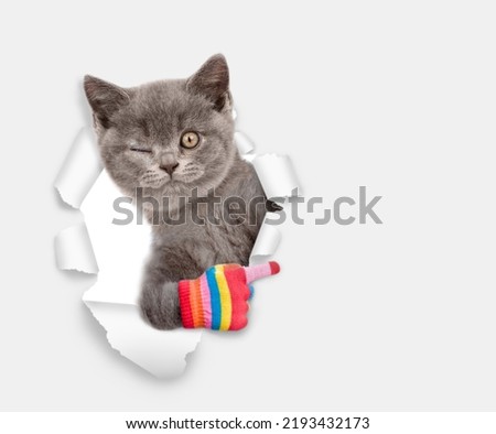 Winking kitten looks through a hole in white paper and points away on empty space