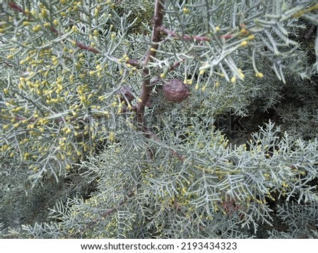 green pine tree pine cone
