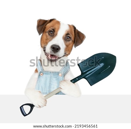 Jack russell terrier puppy farmer wearing overalls holds shovel above empty white banner. isolated on white background