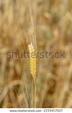 Einkorn wheat - Latin name - Triticum monococcum Royalty-Free Stock Photo #2193457037