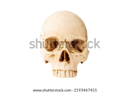 Human skull on Isolated white Background. The concept of death, horror. A symbol of spooky Halloween. with clipping path