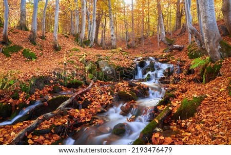 Autumn leaves along a forest stream. Forest stream in autumn. Autumn forest stream in autumn scene