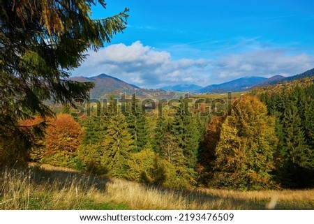 Forest on a sunny day in autumn season. Mountain landscape