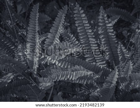 Leaves pattern background, Natural background with black and white color