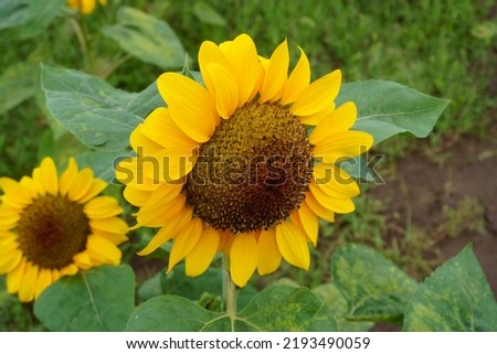 A single big sunflower picture material