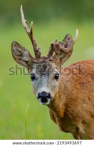 Roe deer buck with rare antlers. Animal in the meadow. Abnormal antlers. Wildlife, Capreolus capreolus, Slovakia. Royalty-Free Stock Photo #2193493697