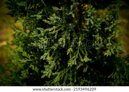 Western red cedar branch - Latin name - Thuja plicata. Fir tree brunch close up. blur background. Fluffy fir tree brunch close up. Christmas wallpaper concept. Copy space. Dark green tropical leaf.