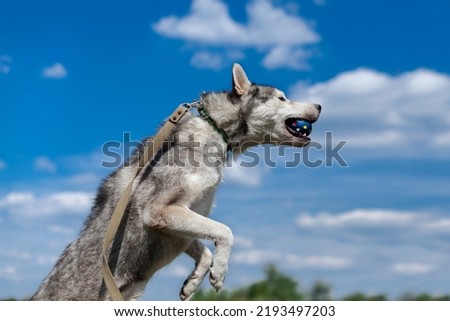 gray husky cheerfully runs in the field