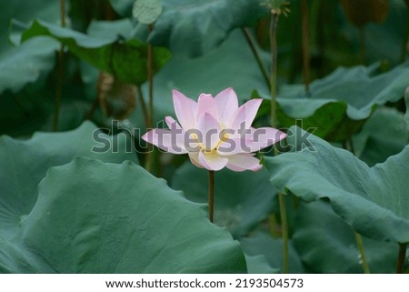 Beautiful lotus in Fanling ,Hong Kong.