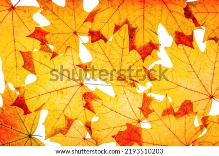 Autumn maple leaves as natural background. Minimal monochrome trend pattern with fallen autumn leaves, yellow colored textured foliage, autumnal herbarium. Nature flat lay with fall leaf with viens
