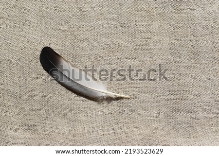 Dove feather on gray canvas surface
