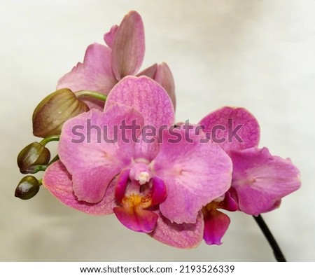 Pink orchid butterfly Happy Carol on a light background