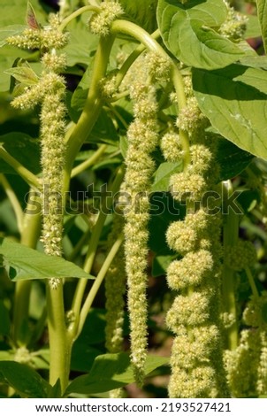 Amaranthus caudatus 'Viridis'  is a Love lies Bleeding cultivar with green flowers Royalty-Free Stock Photo #2193527421