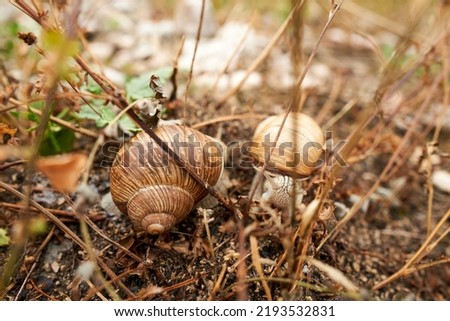 Roman snails in the nature