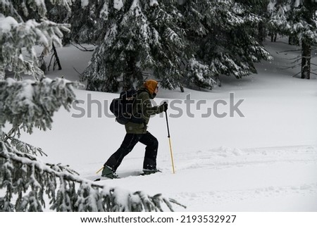 Side view of man with trekking poles walking on ski along snow-covered green coniferous forest. Active healthy lifestyle Royalty-Free Stock Photo #2193532927