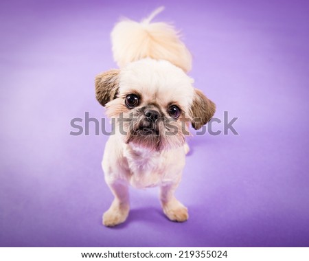 Picture of a pekingese puppy on a purple background